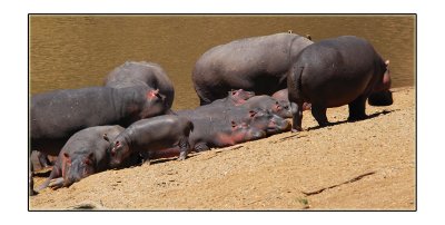 Hippopotamus
