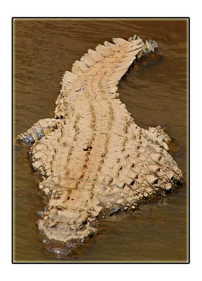 Crocodile
