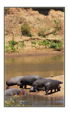 Hippopotami