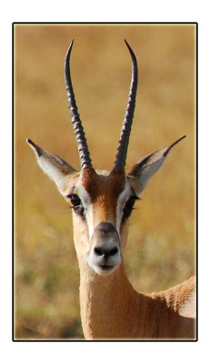 Thomson Gazelle
