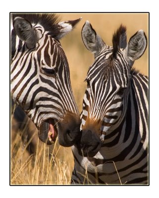 Zebra Playing