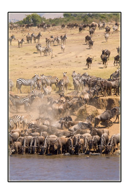 Waiting to cross the Mara River