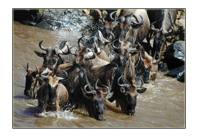 Wildebeest Crossing
