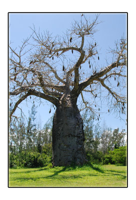 African Baobob Tree