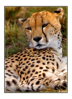 Cheetah