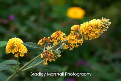 Fairchild Tropical Gardens - 14