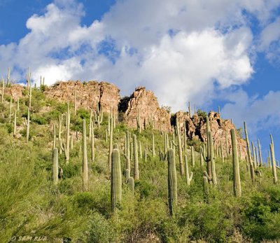 Sabino_08Oct2006_2748.jpg