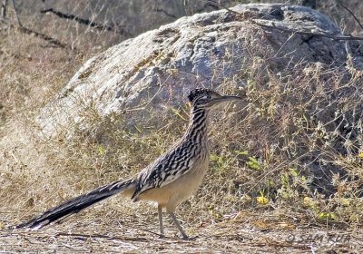 Greater Roadrunner
