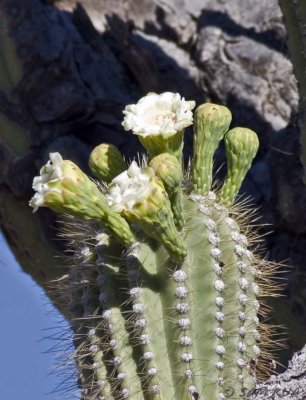 Late Saguaro blossoms