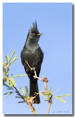 Male Phainopepla