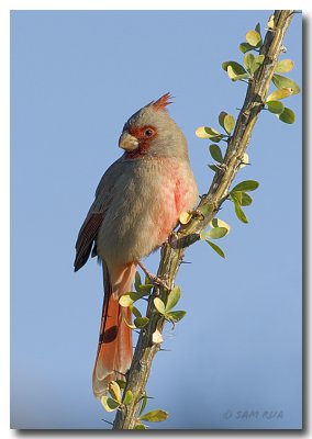 Male Pyrrhuloxia