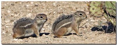 Antelope Squirrels
