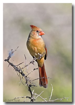 Female Northern Cardinal