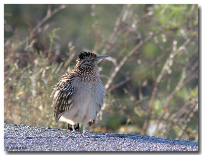 Greater Roadrunner