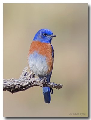Western Bluebird