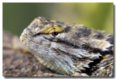 Desert Spiny Portrait