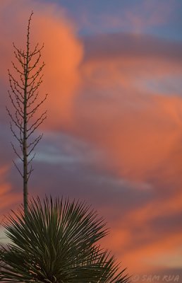 Yucca Sunset I