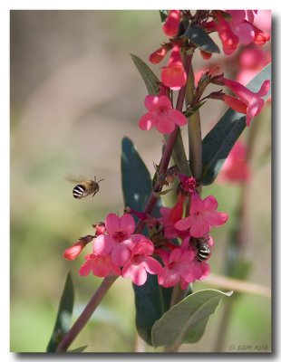 Bees_7970 copy.jpg