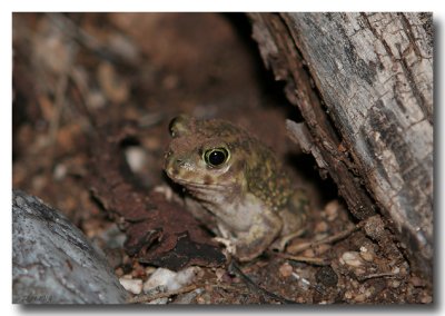 Couch's Spadefoot Toad