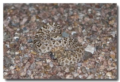 Juvenile Western Diamond-backed Rattlesnake