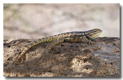 Male Desert Spiny Lizard