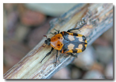 Scarab Beetle