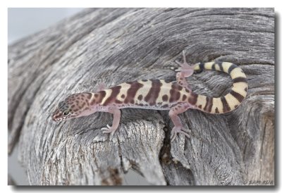 Western Banded Gecko