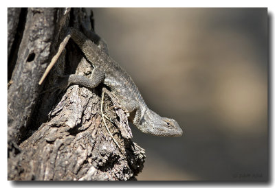 Female Desert Spiny Lizard