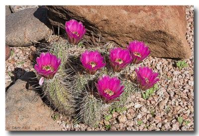 Hedgehog Cactus & Blooms
