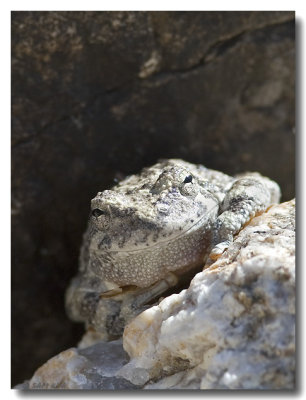 Canyon Treefrog
