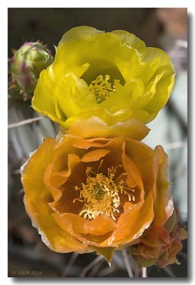 Prickly Pear Blooms