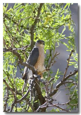 Hawk -- Stretching