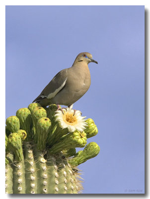 White-winged Dove