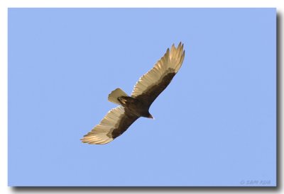 Turkey Vulture