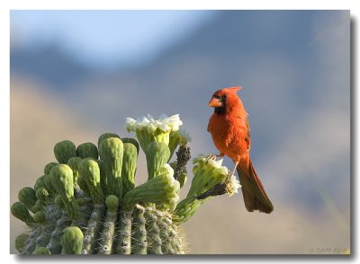 Male Cardinal