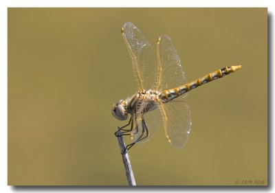 Variegated Meadowhawk Dragonfly (Female)