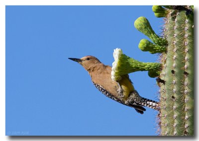 Gila Woodpecker on Saguaro Blossom
