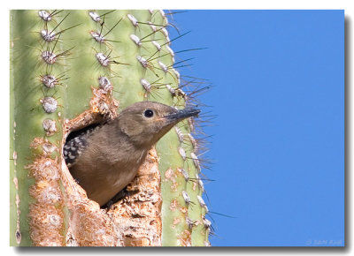 Gila Woodpecker (Juvenile)