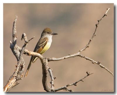 Brown-crested Flycatcher
