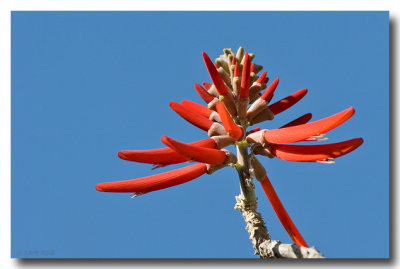 Southwestern Coral Bean