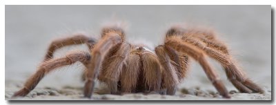 Tarantula