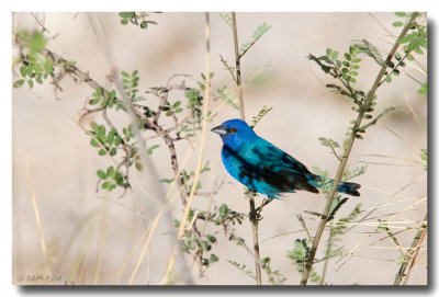 Indigo Bunting