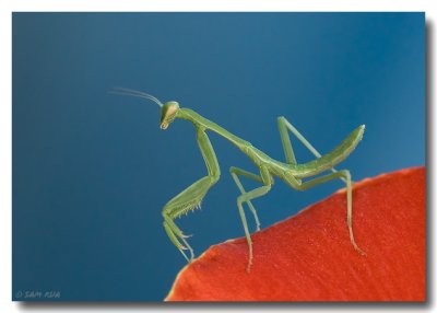 Young Mantis Color