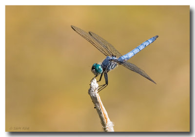 Blue Dasher Dragonfly (Male)
