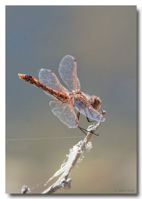 Variegated Meadowhawk (Male)