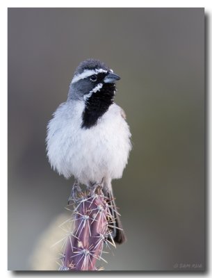 Black-throated Sparrow