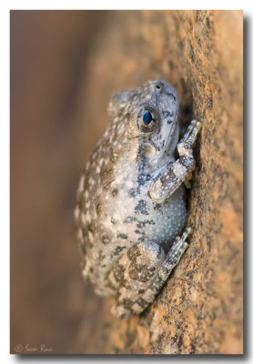 Canyon Treefrog