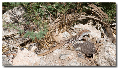 Canyon Spotted Whiptail