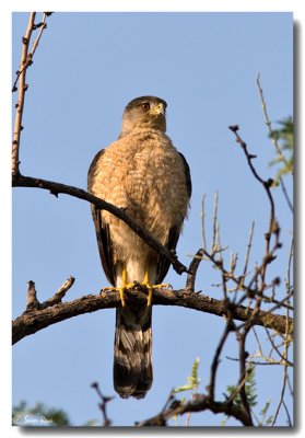 Early Morning Cooper's Hawk