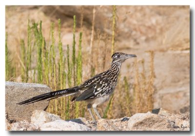 Roadrunner